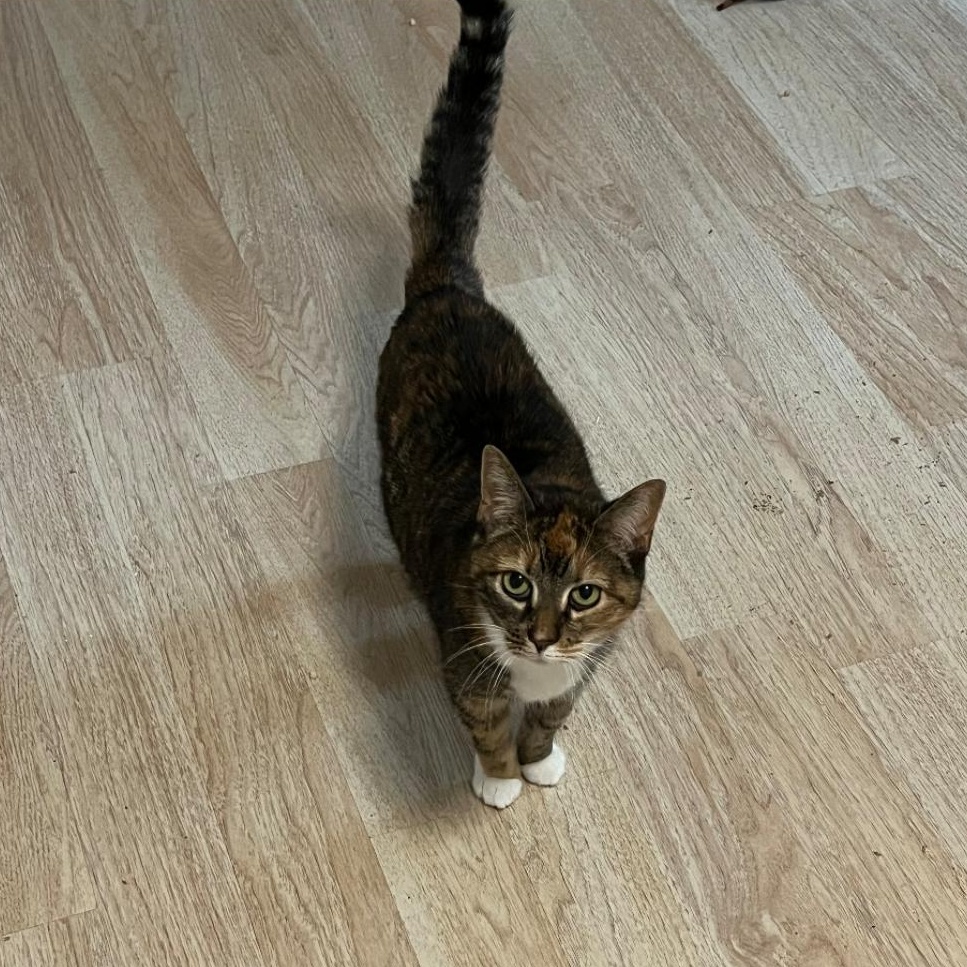 Maisy ***Bonded with Cloey***, a Adoptable mixed breed in FITCHBURG, MA image 2/4