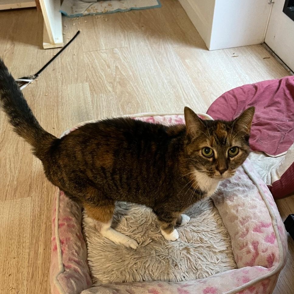 Maisy ***Bonded with Cloey***