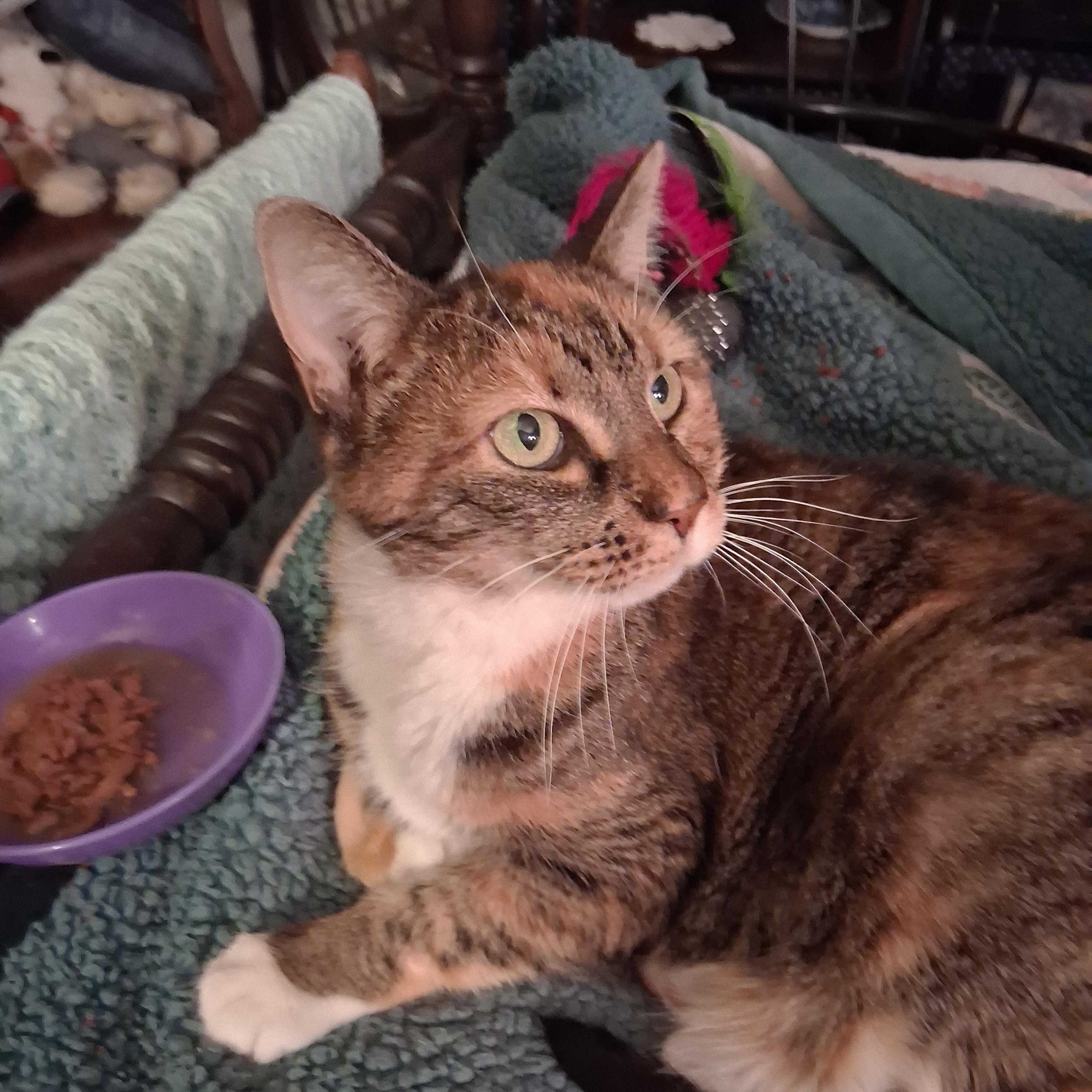 Maisy ***Special Needs:  hyperthyroid.  Bonded with Cloey***, Adoptable, Senior Female Calico & Domestic Short Hair.