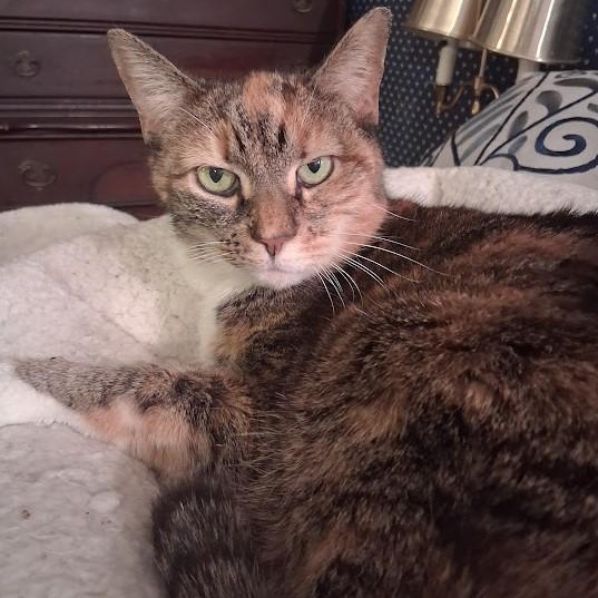 Enlarge Maisy ***Special Needs:  hyperthyroid***, a Adoptable mixed breed in FITCHBURG, MA image 3/6