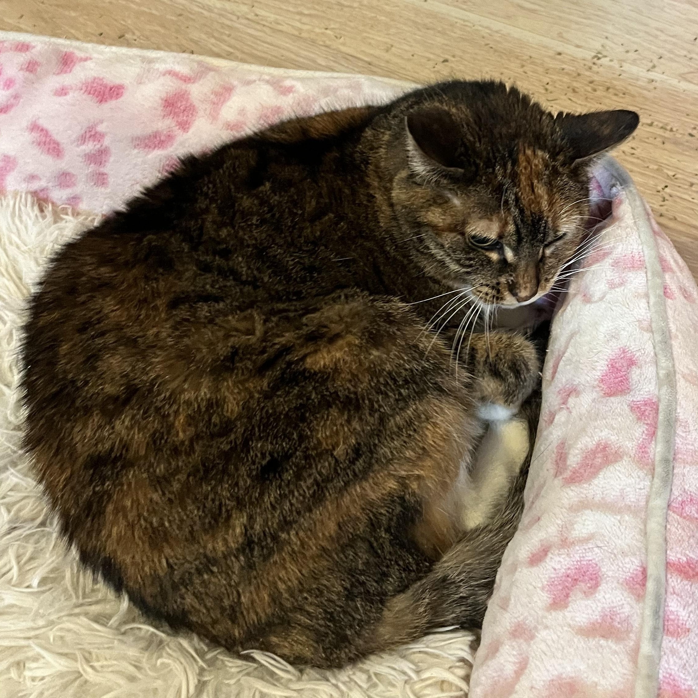 Maisy ***Bonded with Cloey***