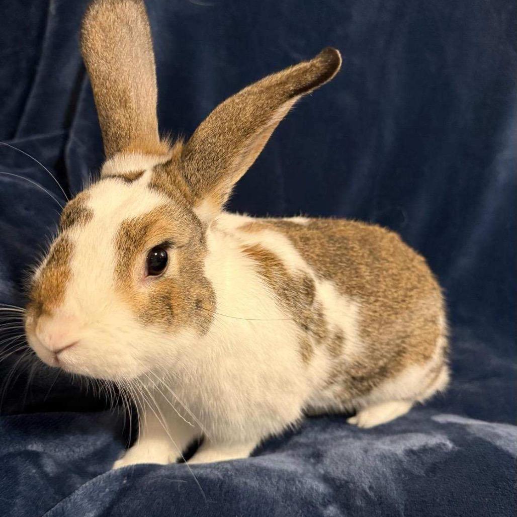 Enlarge Augustus, a Adoptable Bunny Rabbit in Gansevoort, NY image 1/3