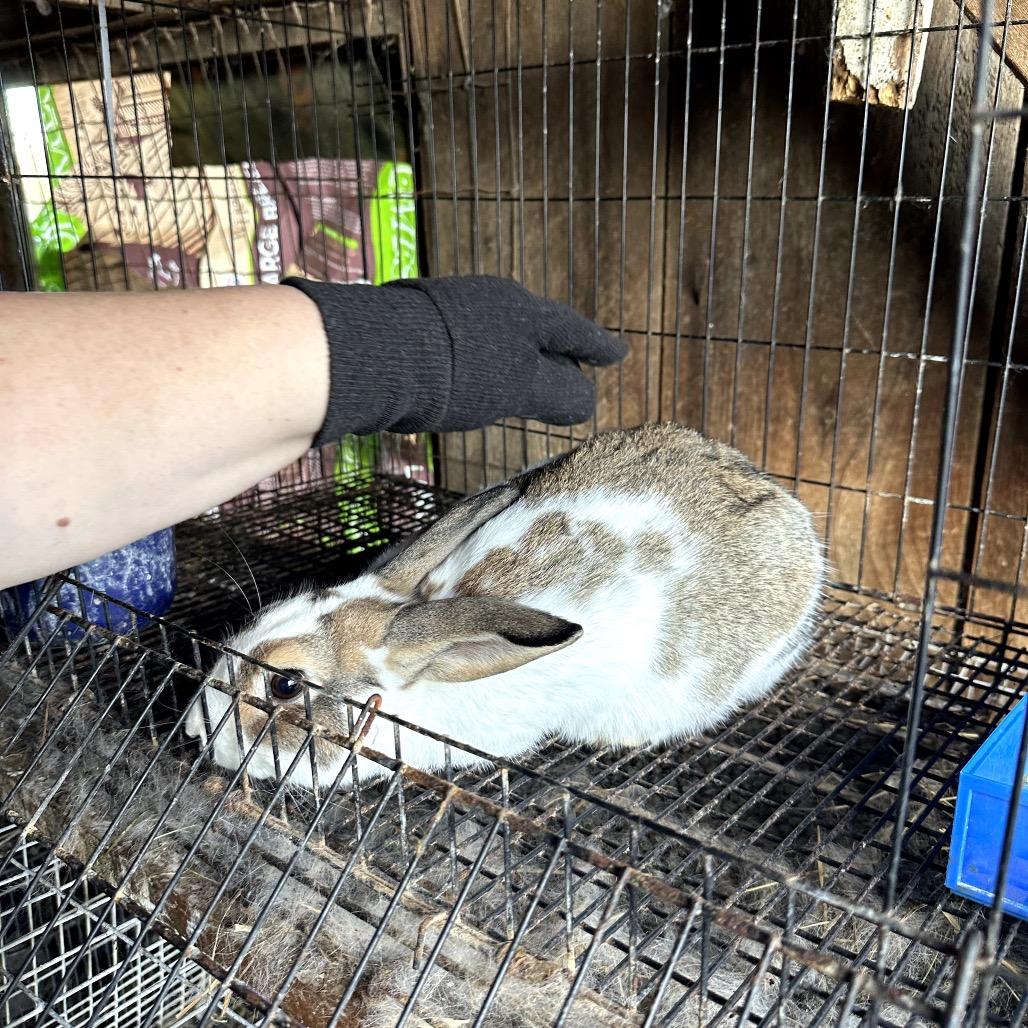 Enlarge Augustus, a Adoptable Bunny Rabbit in Gansevoort, NY image 2/3