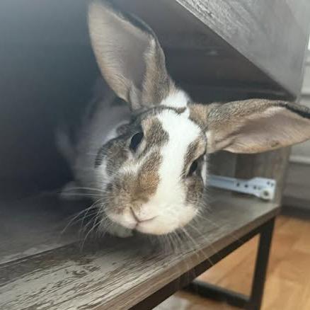 Enlarge Augustus, a Adoptable Bunny Rabbit in Gansevoort, NY image 3/3