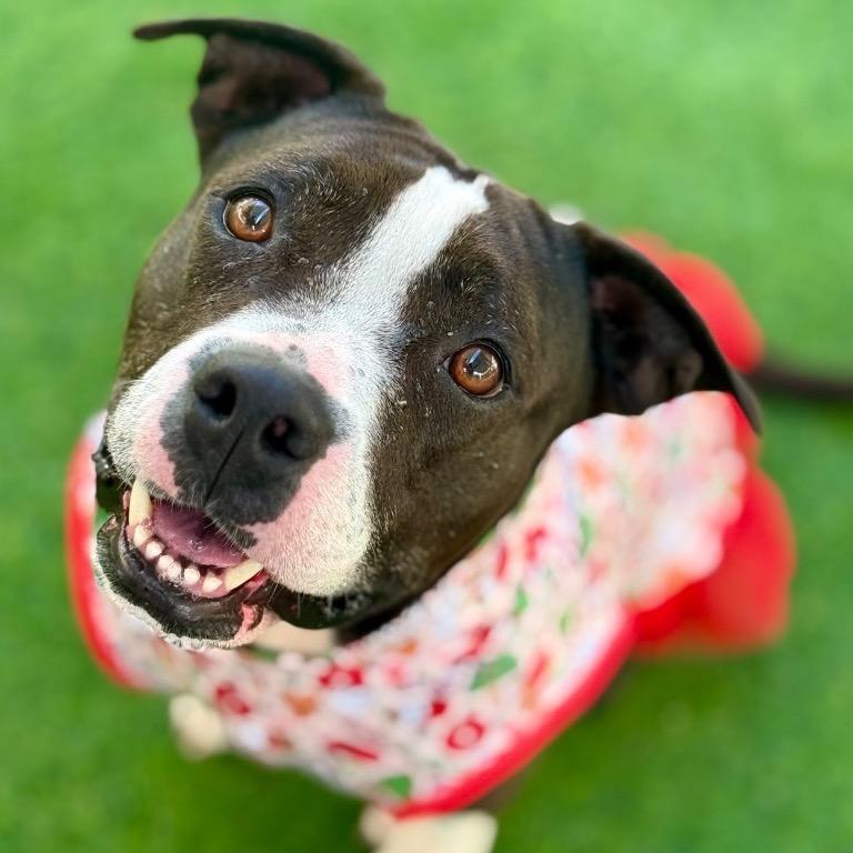 Amelia, Adoptable, Adult Female American Bulldog & Staffordshire Bull Terrier.