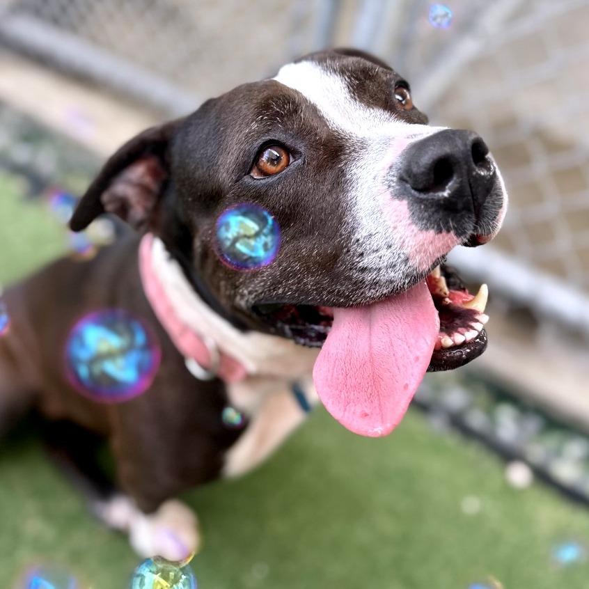 Amelia, a Adoptable mixed breed in Fort Lauderdale, FL image 2/5