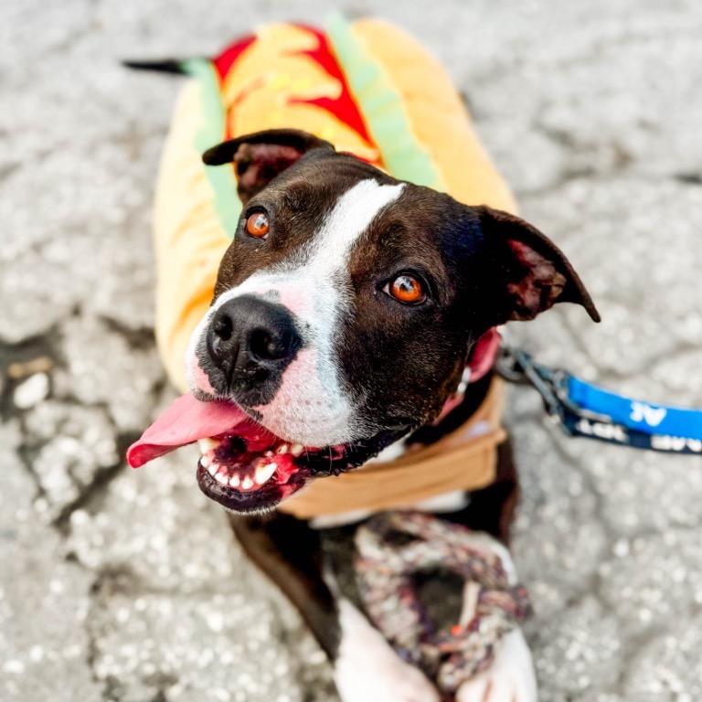 Amelia, a Adoptable mixed breed in Fort Lauderdale, FL image 3/5
