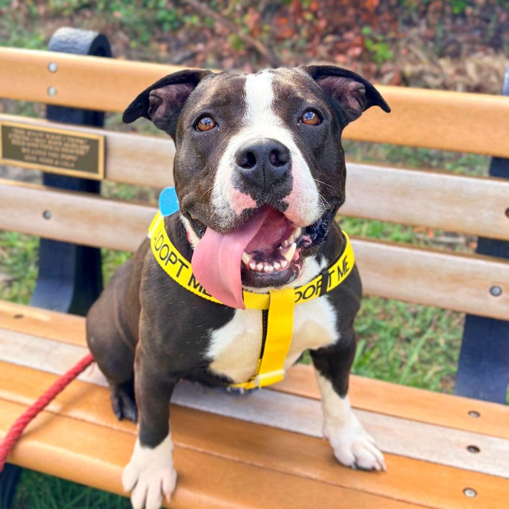 Amelia, a Adoptable mixed breed in Fort Lauderdale, FL image 4/5
