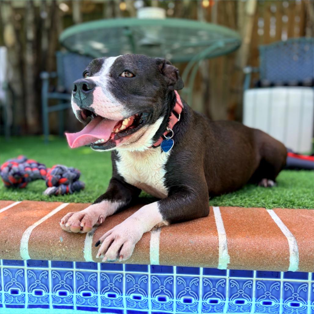 Amelia, a Adoptable mixed breed in Fort Lauderdale, FL image 5/5