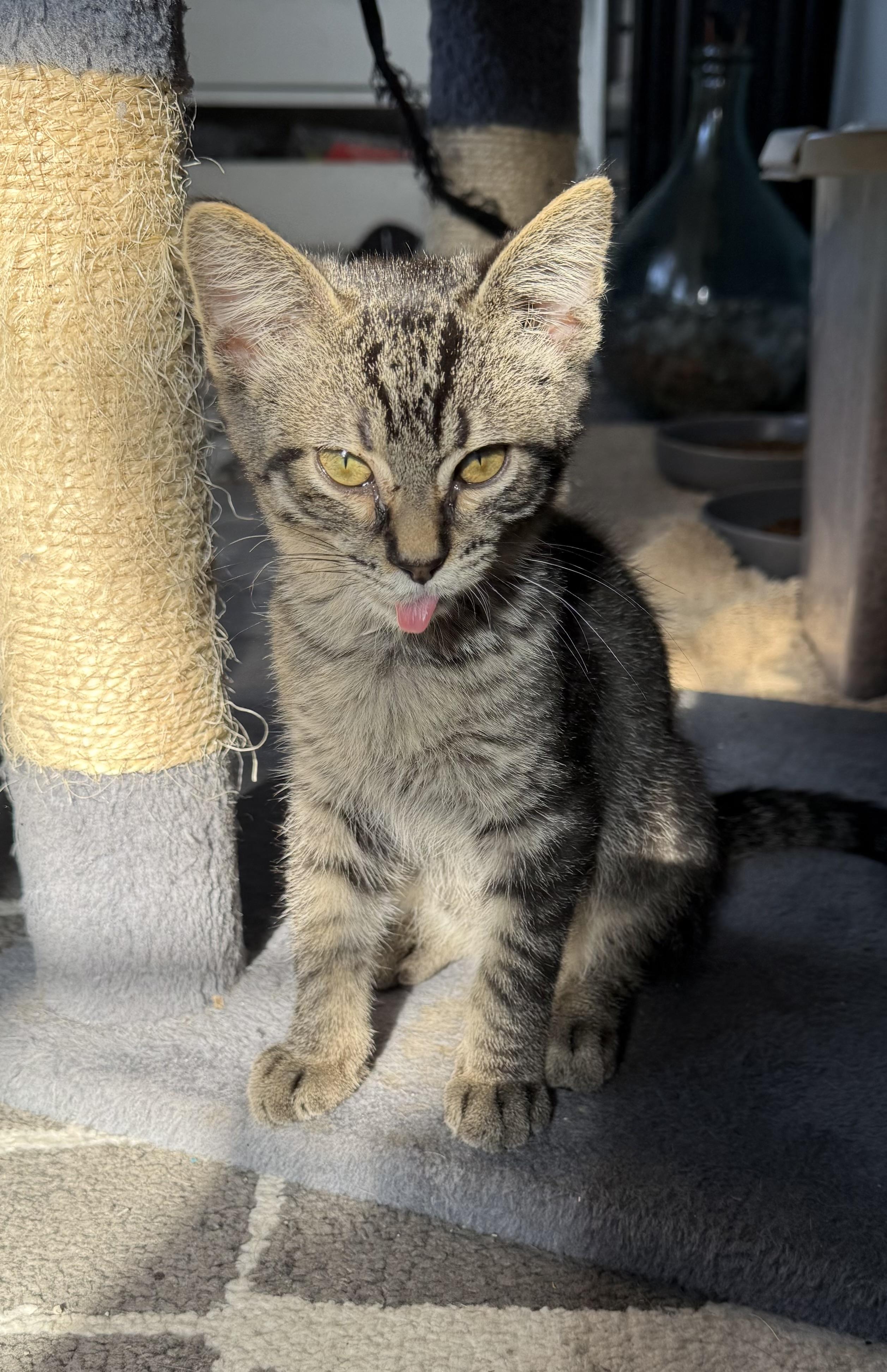 Noah, Adoptable, Kitten Male Domestic Short Hair.