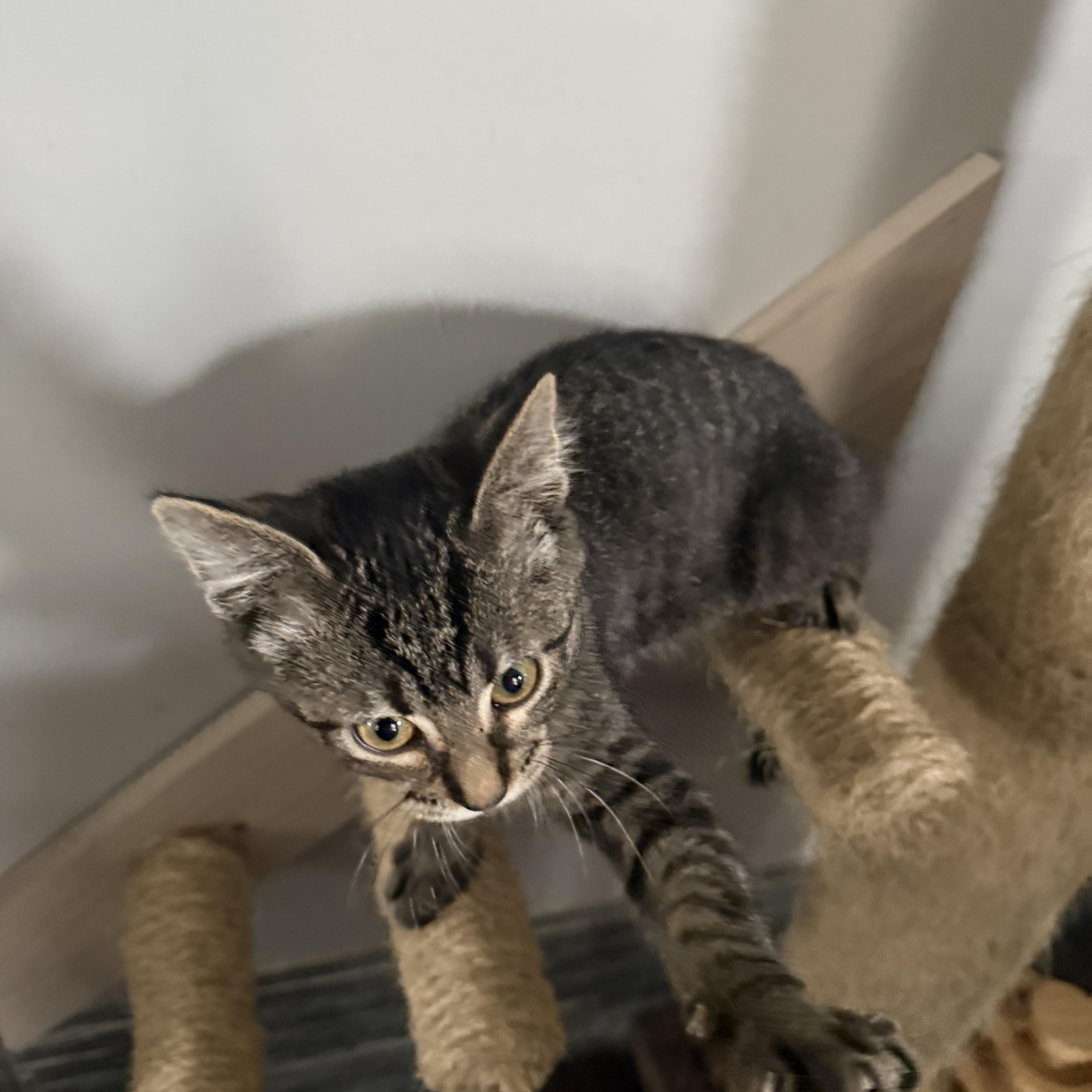 Enlarge Noah, a Adoptable Domestic Short Hair in Highland, IN image 2/4