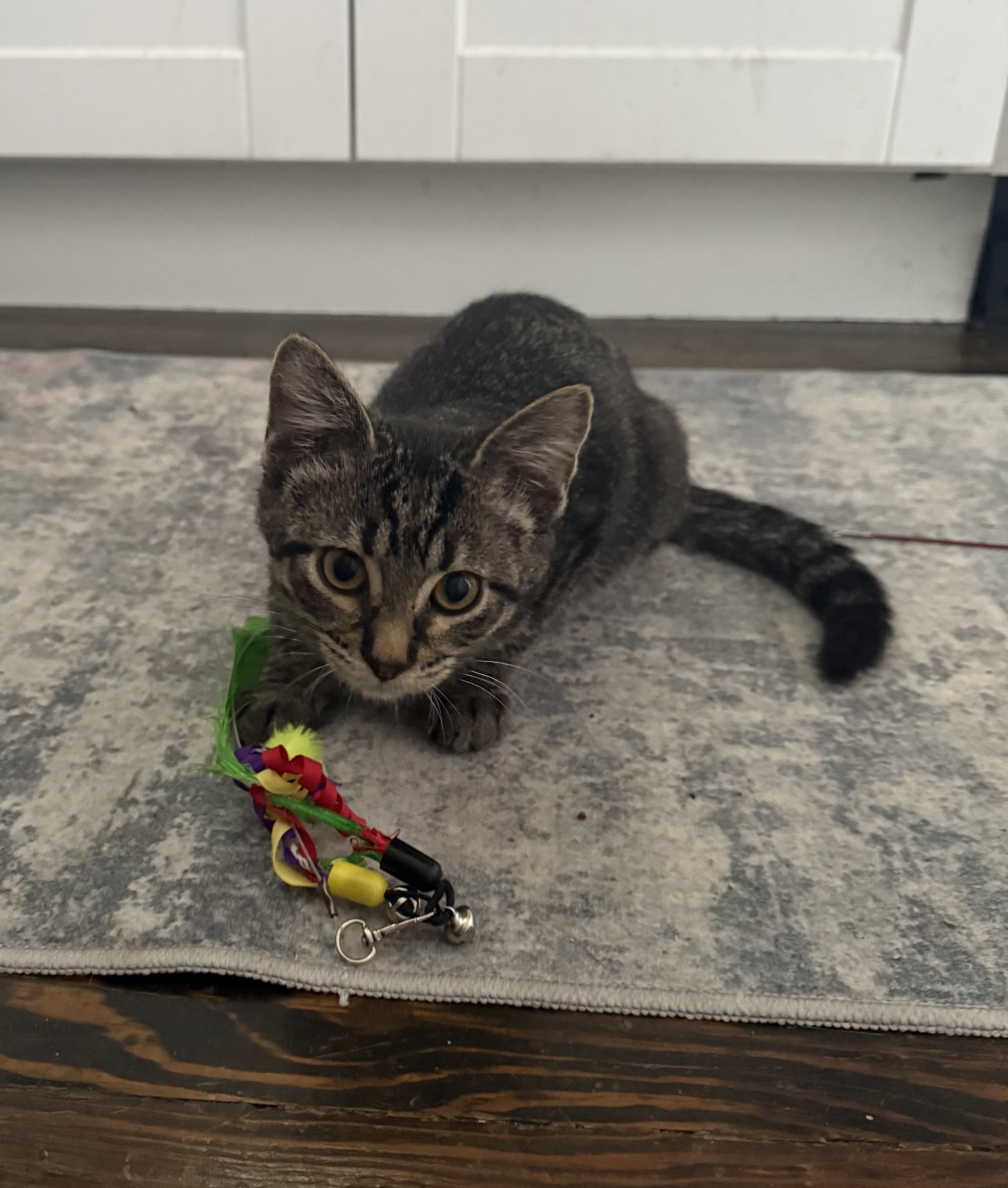 Enlarge Noah, a Adoptable Domestic Short Hair in Highland, IN image 3/4