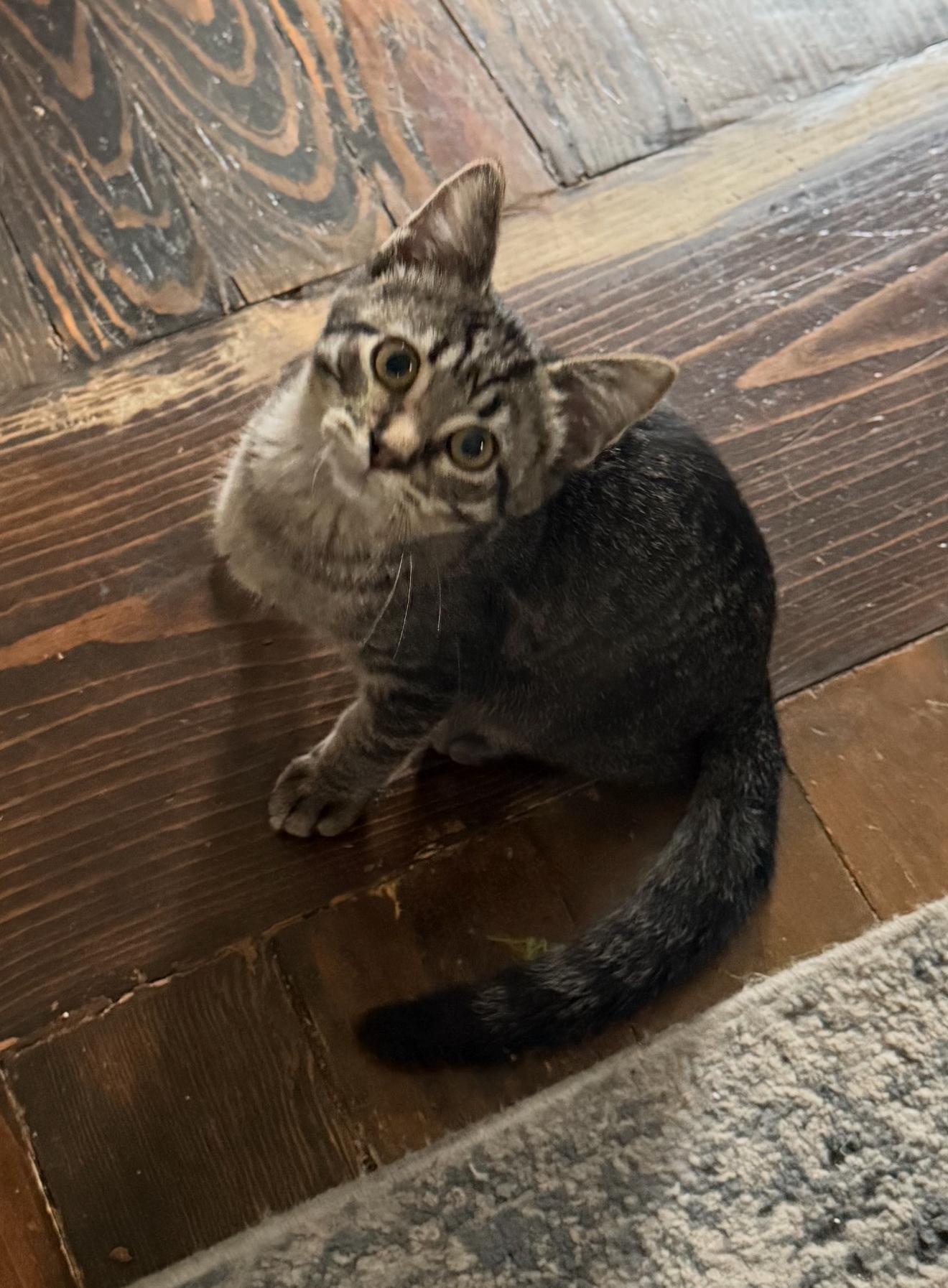 Enlarge Noah, a Adoptable Domestic Short Hair in Highland, IN image 4/4