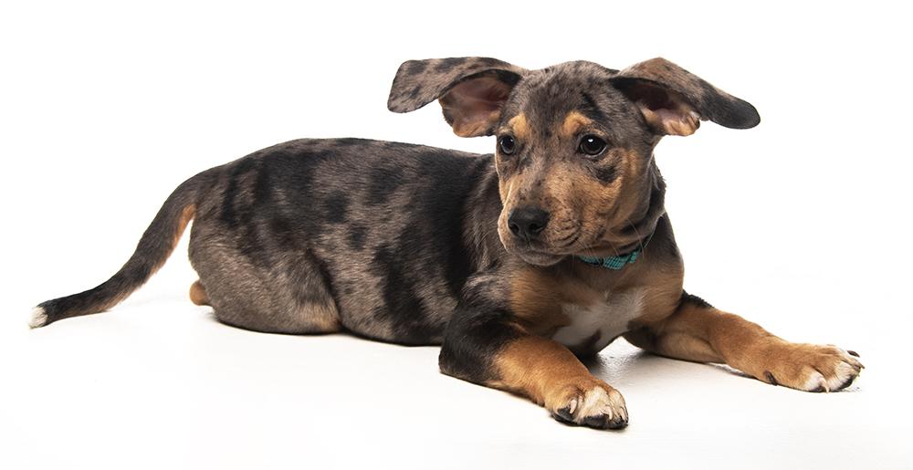 Silas, an adopted mixed breed in Allentown, PA image 5/5