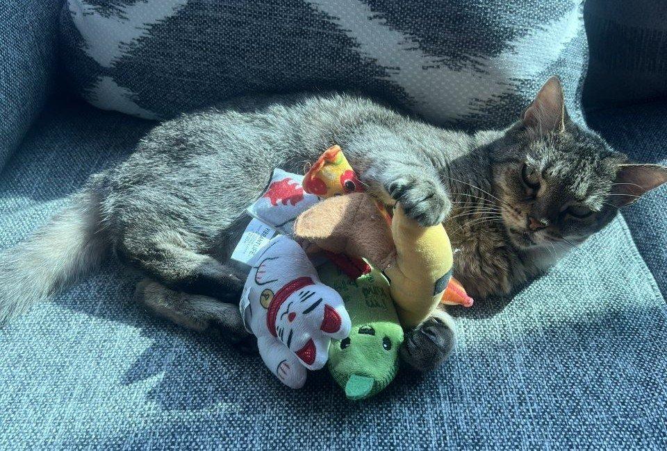 Prue, Adoptable, Senior Female Domestic Short Hair.