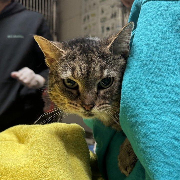 Prue, a Adoptable Domestic Short Hair in Raleigh, NC image 1/2