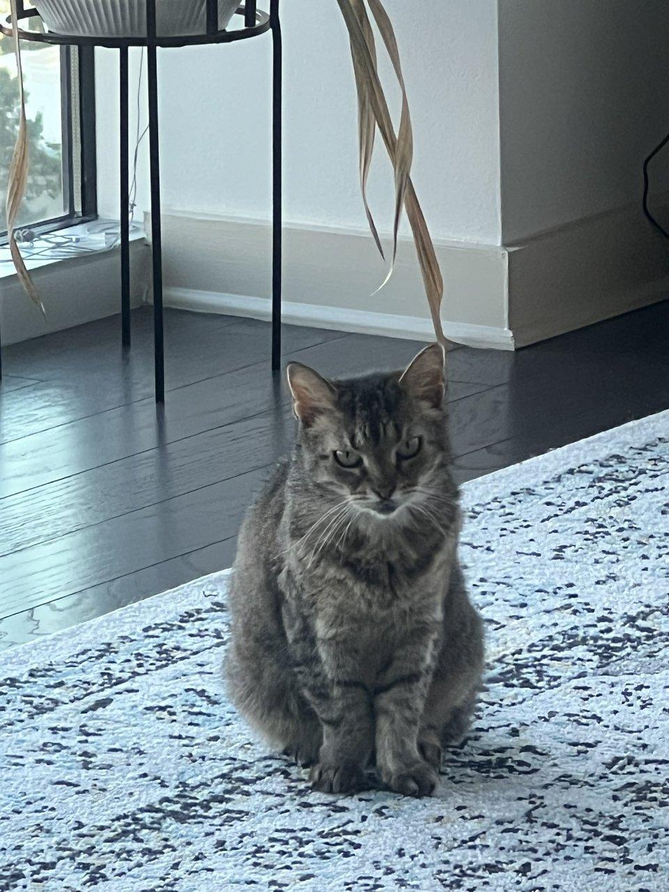 Enlarge Prue, a Adoptable Domestic Short Hair in Raleigh, NC image 2/5