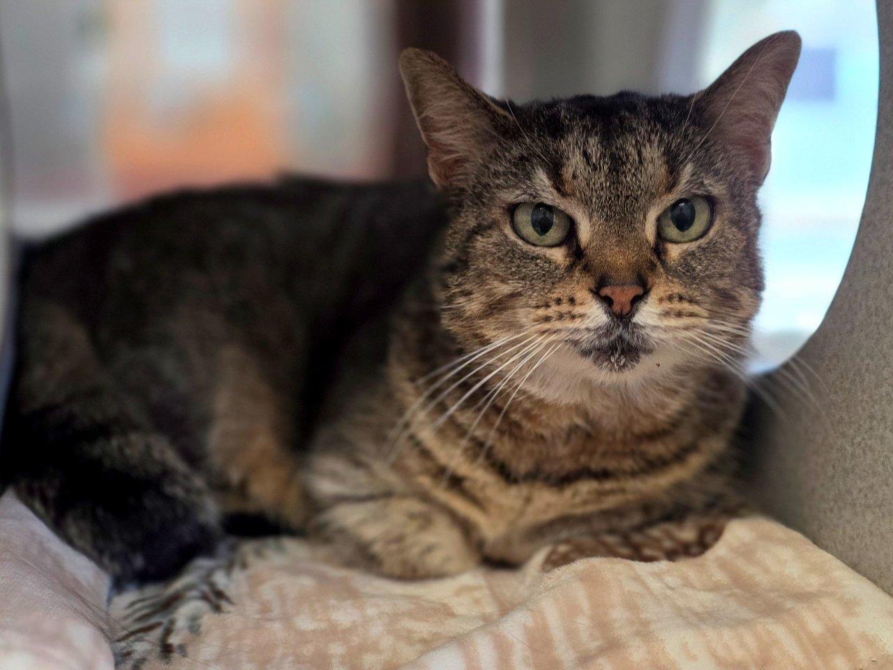Prue, a Adoptable Domestic Short Hair in Raleigh, NC image 2/2