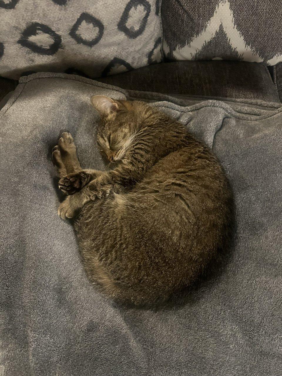 Enlarge Prue, a Adoptable Domestic Short Hair in Raleigh, NC image 5/5