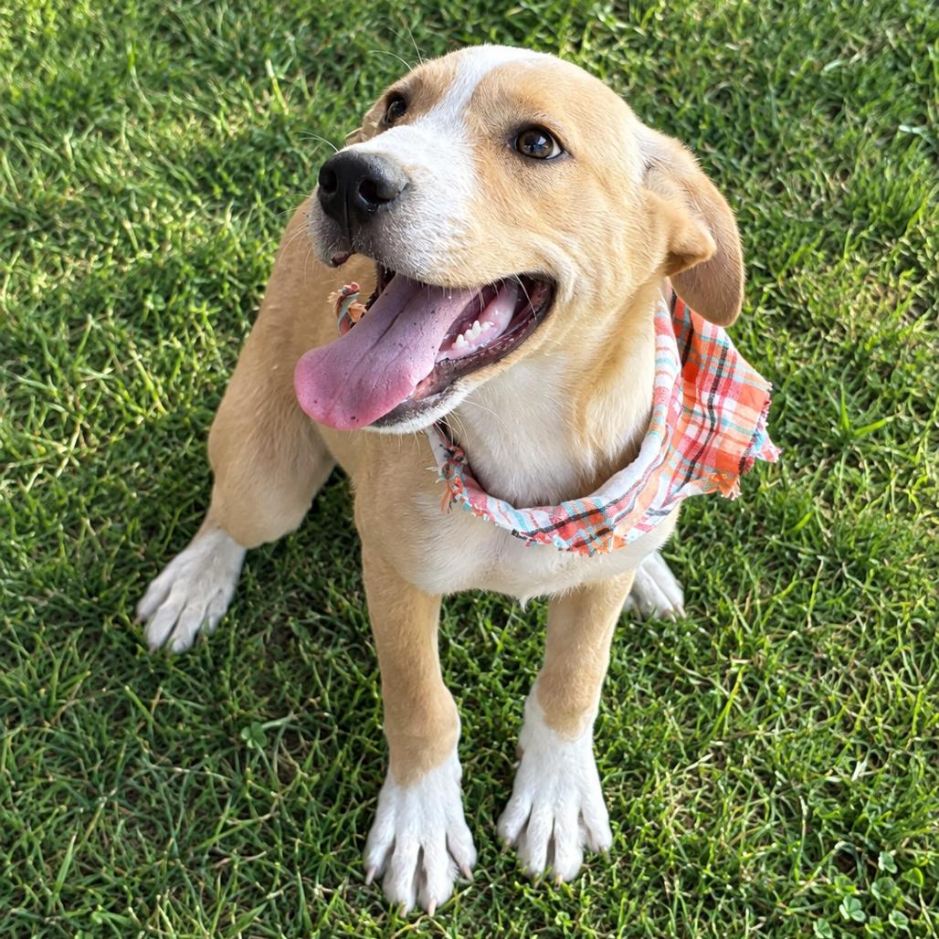 Luke, Adoptable, Puppy Male Yellow Labrador Retriever.