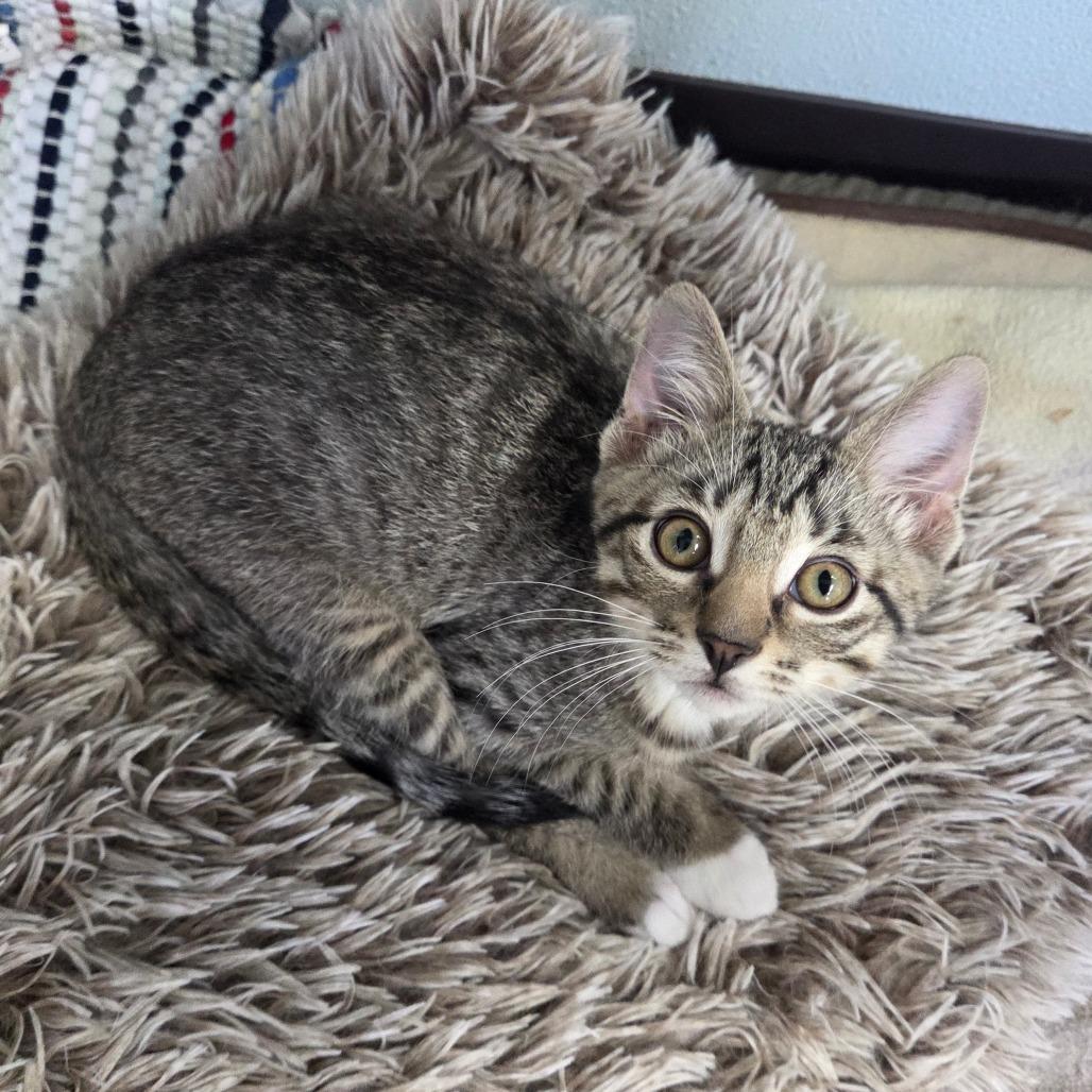 Vulture, Adoptable, Kitten Male Domestic Short Hair.