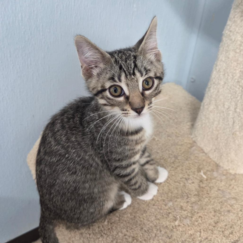 Enlarge Vulture, a Adoptable Domestic Short Hair in Pontiac, IL image 2/5