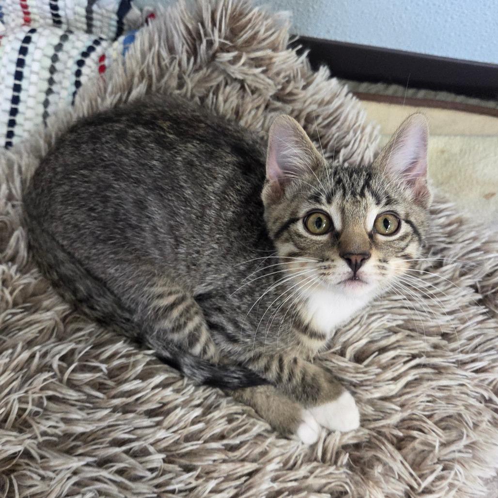 Enlarge Vulture, a Adoptable Domestic Short Hair in Pontiac, IL image 3/5