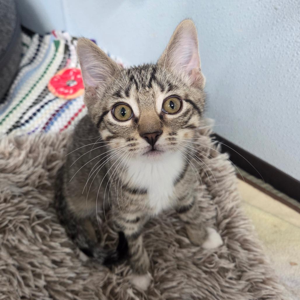 Enlarge Vulture, a Adoptable Domestic Short Hair in Pontiac, IL image 4/5