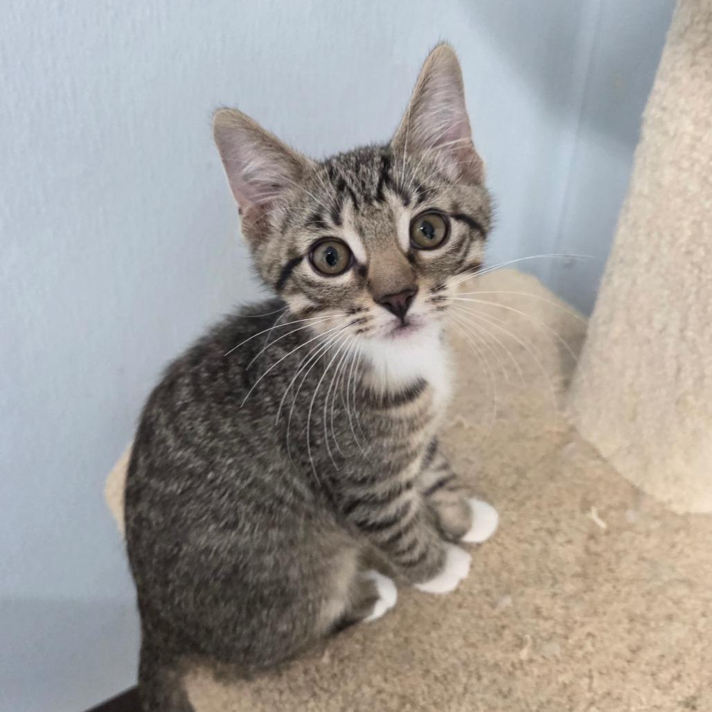 Enlarge Vulture, a Adoptable Domestic Short Hair in Pontiac, IL image 5/5