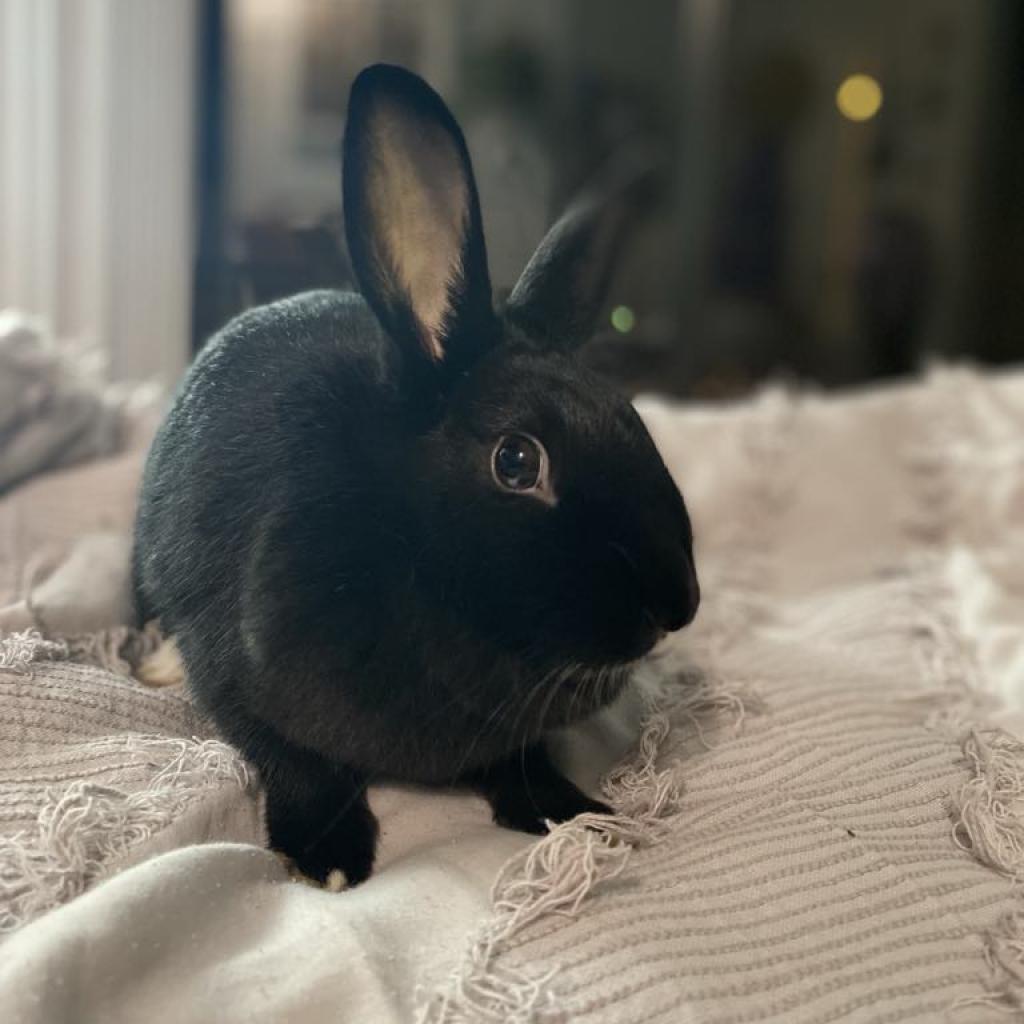 Sneezy, Adoptable, Adult Female American & Netherland Dwarf.