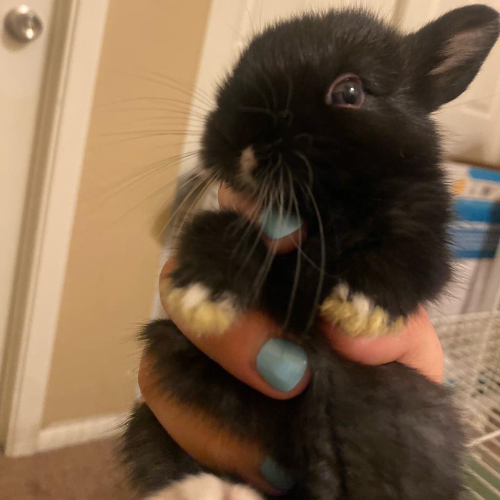 Sneezy, a Adoptable mixed breed in Phoenix, AZ image 2/4