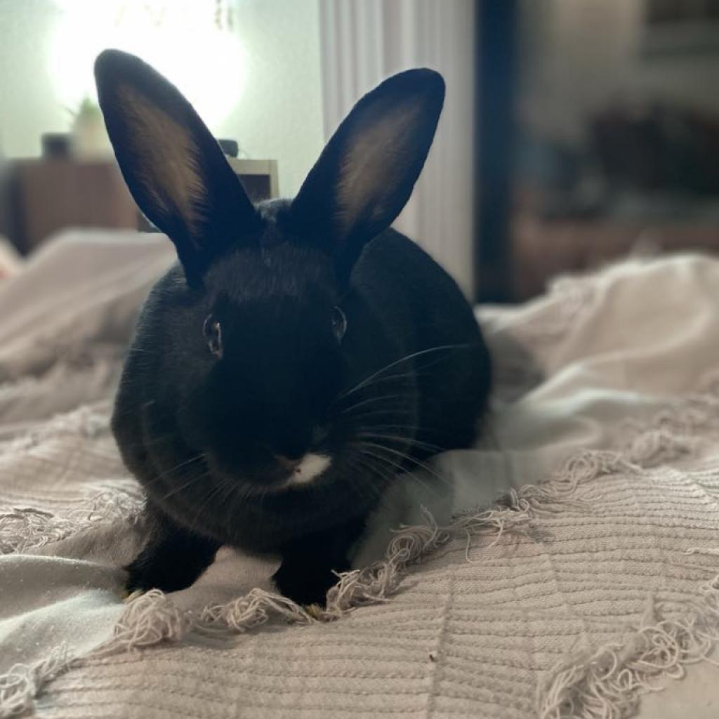 Sneezy, a Adoptable mixed breed in Phoenix, AZ image 3/4