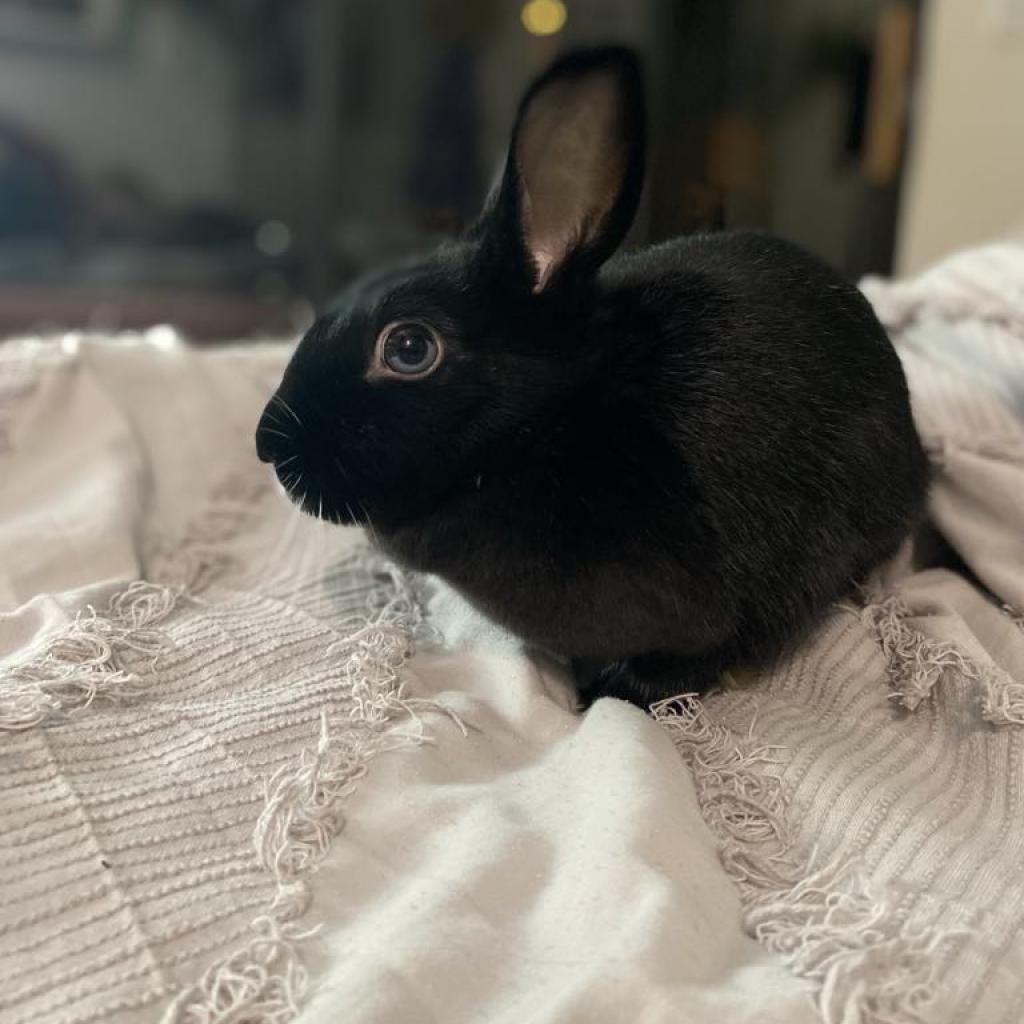 Sneezy, a Adoptable mixed breed in Phoenix, AZ image 4/4