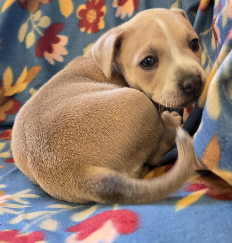 Muffin, Adoptable, Puppy Female Labrador Retriever & Mixed Breed.