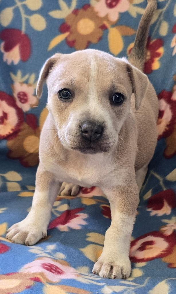 Enlarge Muffin, a Adoptable mixed breed in Murphysboro, IL image 2/4