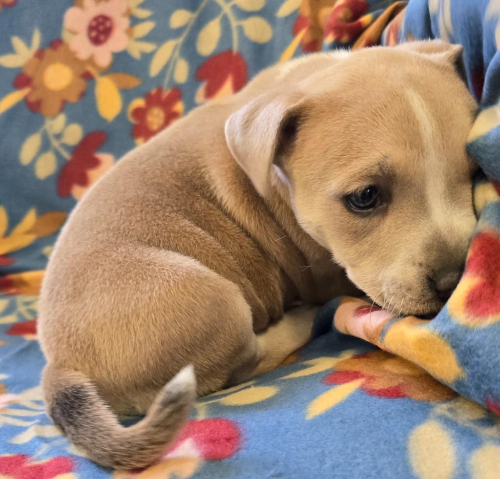 Enlarge Muffin, a Adoptable mixed breed in Murphysboro, IL image 3/4