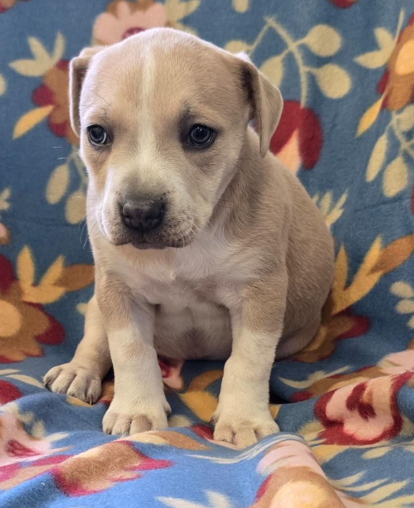 Enlarge Muffin, a Adoptable mixed breed in Murphysboro, IL image 4/4