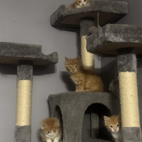 Briar, Adoptable, Kitten Female Domestic Long Hair.