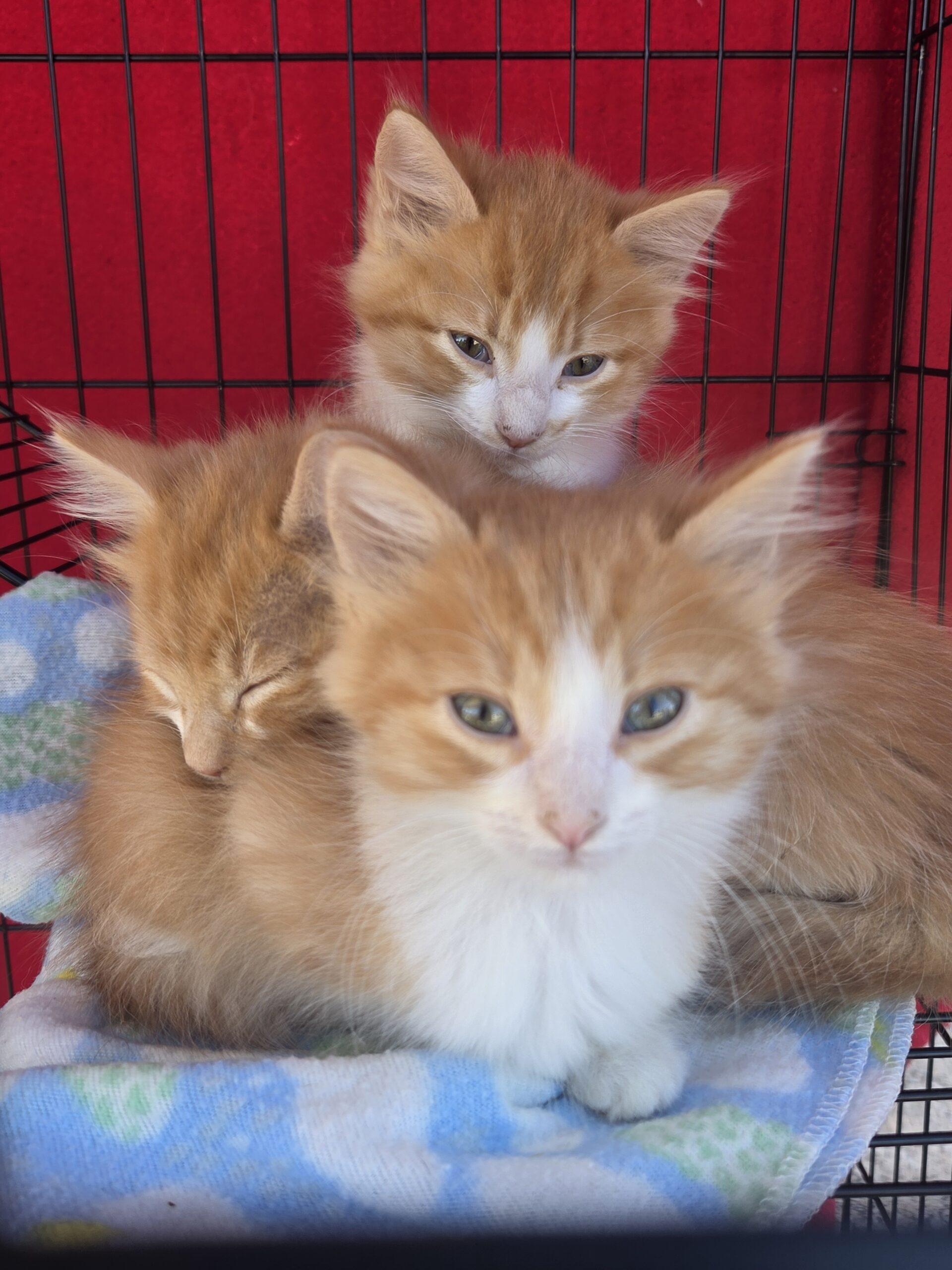 Enlarge Briar, a Adoptable Domestic Long Hair in Kirksville, MO image 2/2