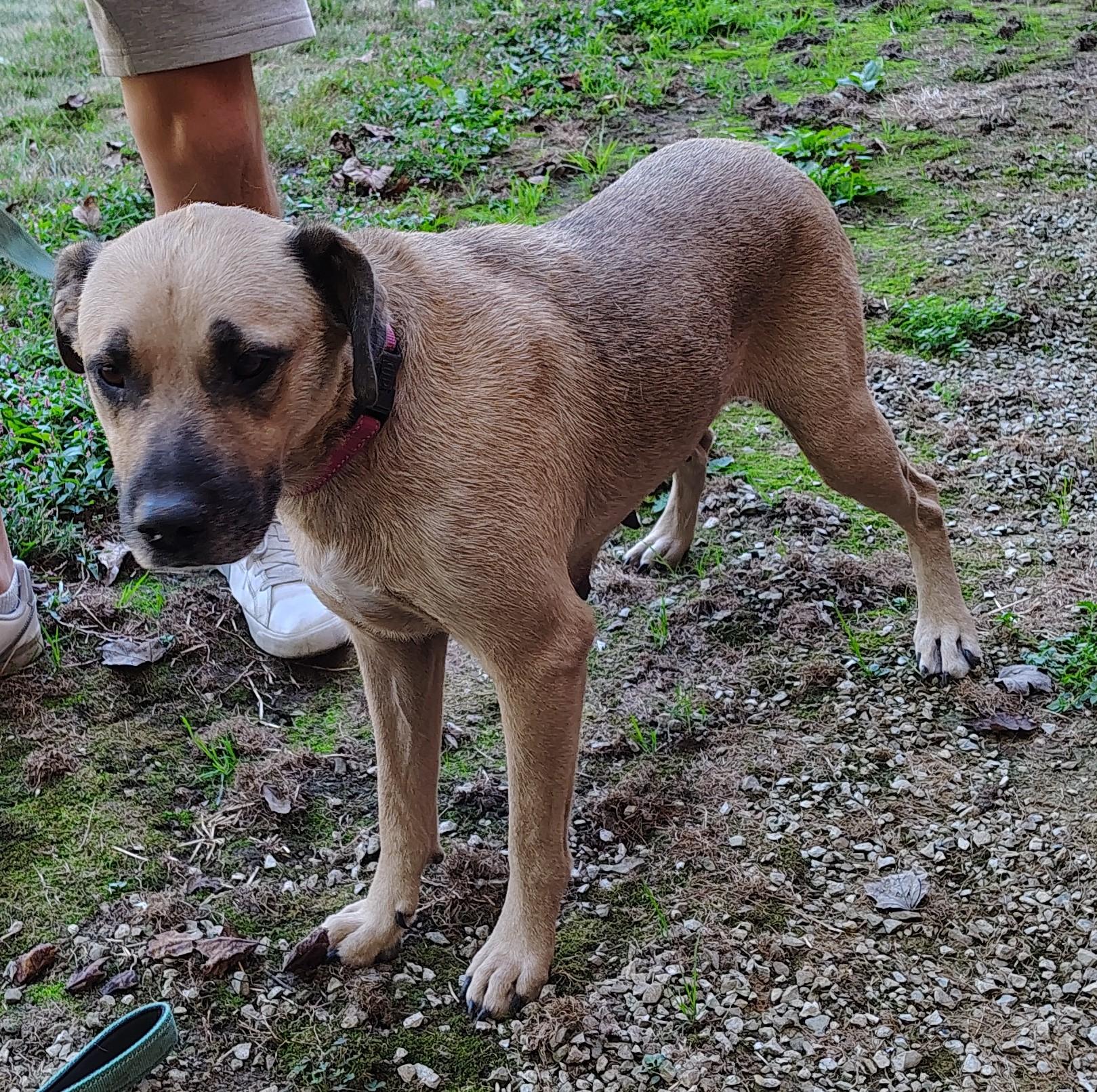Nola, Adopted, Adult Female Shepherd & Boxer.