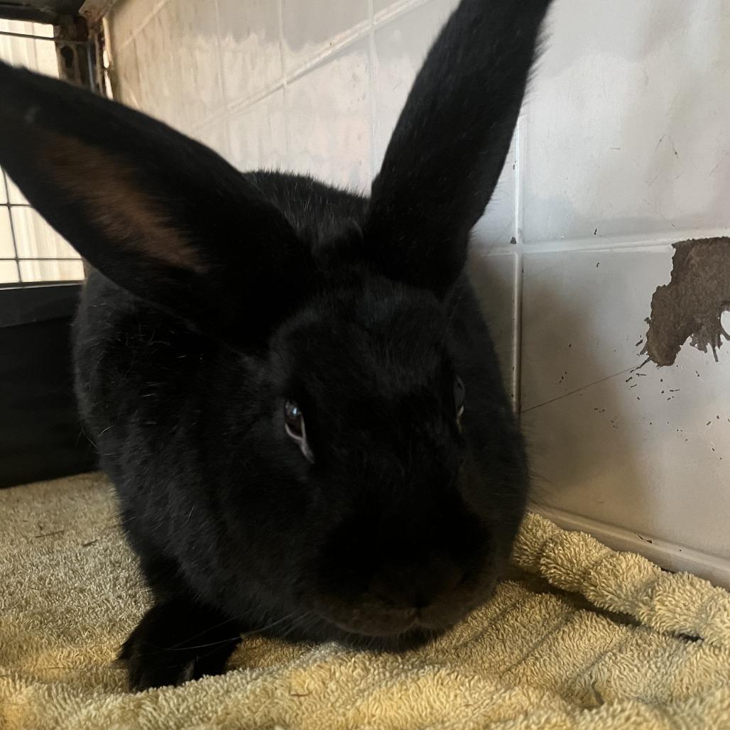 Enlarge Greta, a Adoptable Rex in West Des Moines, IA image 1/3