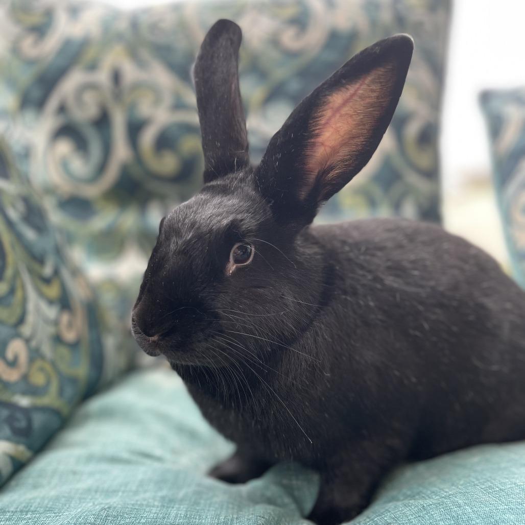 Enlarge Greta, a Adoptable Rex in West Des Moines, IA image 2/3