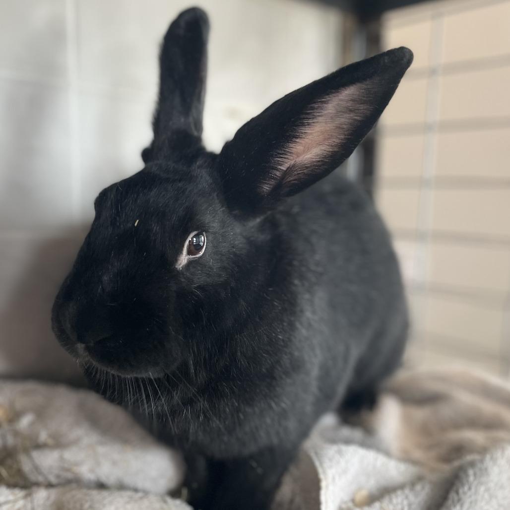 Enlarge Greta, a Adoptable Rex in West Des Moines, IA image 3/3