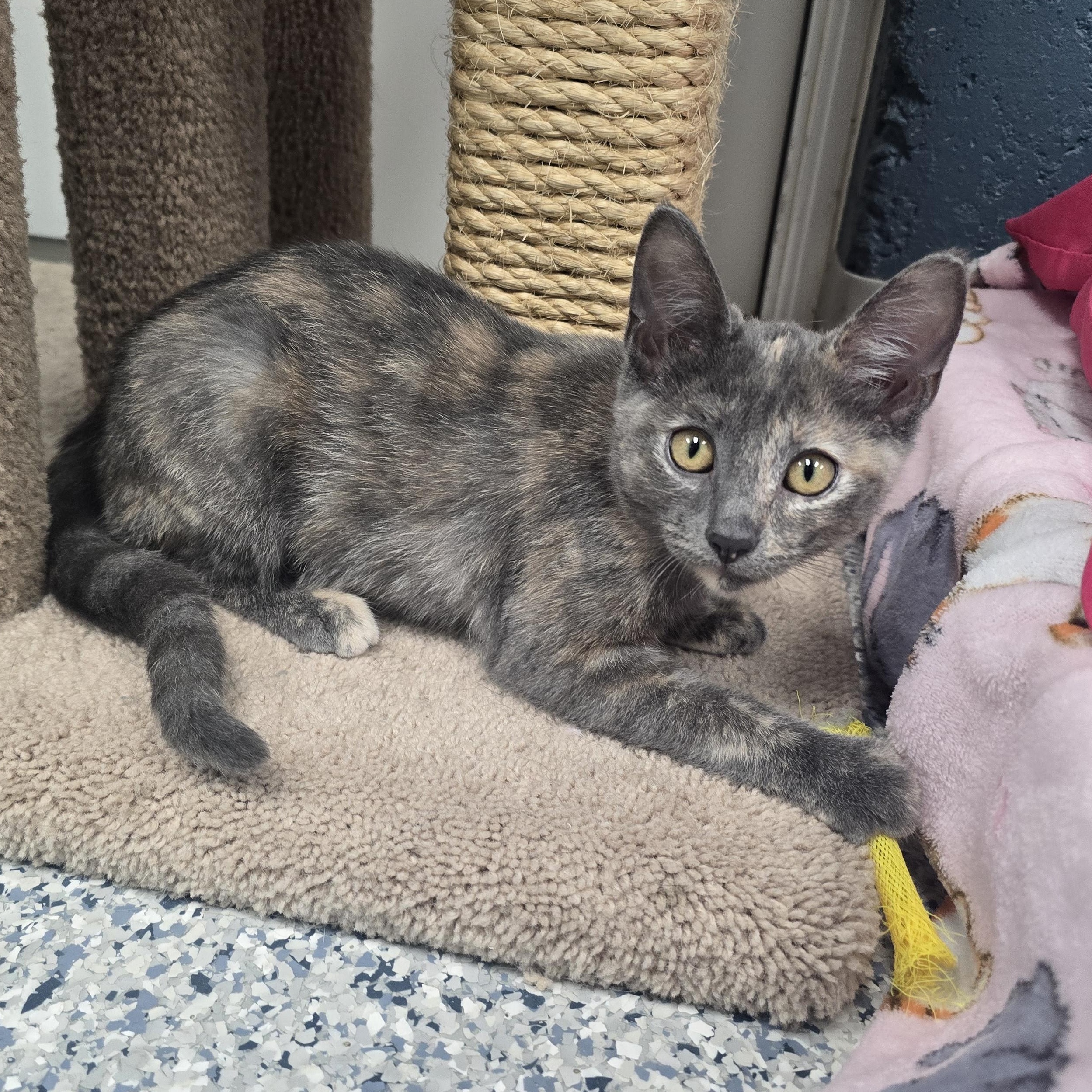 Cleo, ADOPTABLE, Kitten Female Domestic Short Hair.