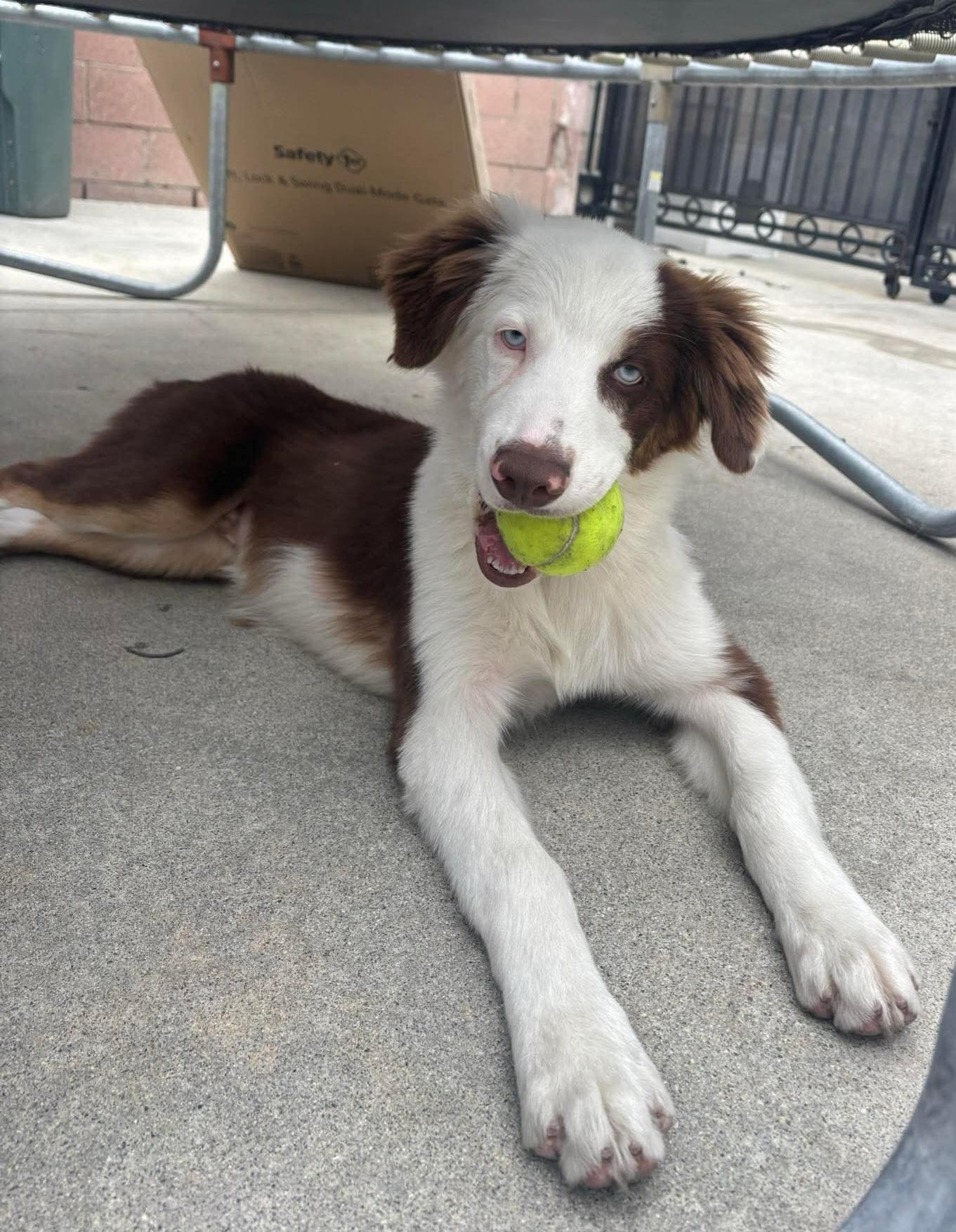 Mr. Aussie Down Under!!