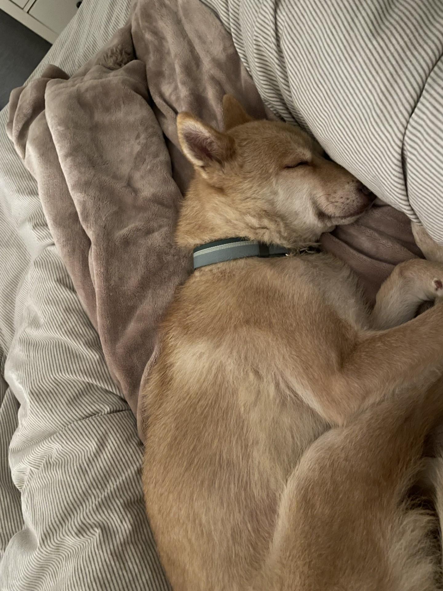 Enlarge Olive COURTESY POST, a Adoptable mixed breed in Costa Mesa, CA image 3/5