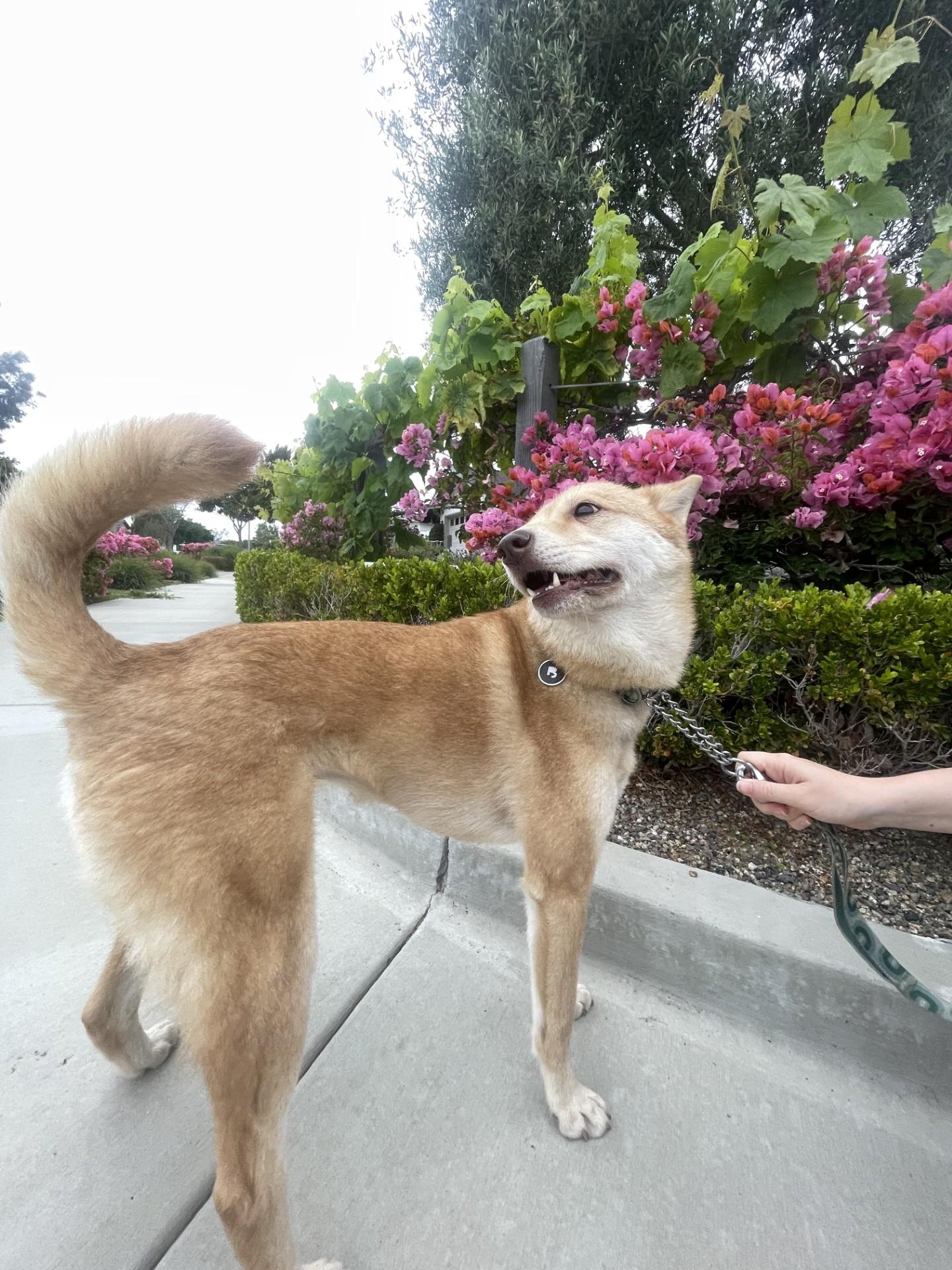 Olive COURTESY POST, an adoptable Jindo, Shiba Inu in Costa Mesa, CA, 92626 | Photo Image 4