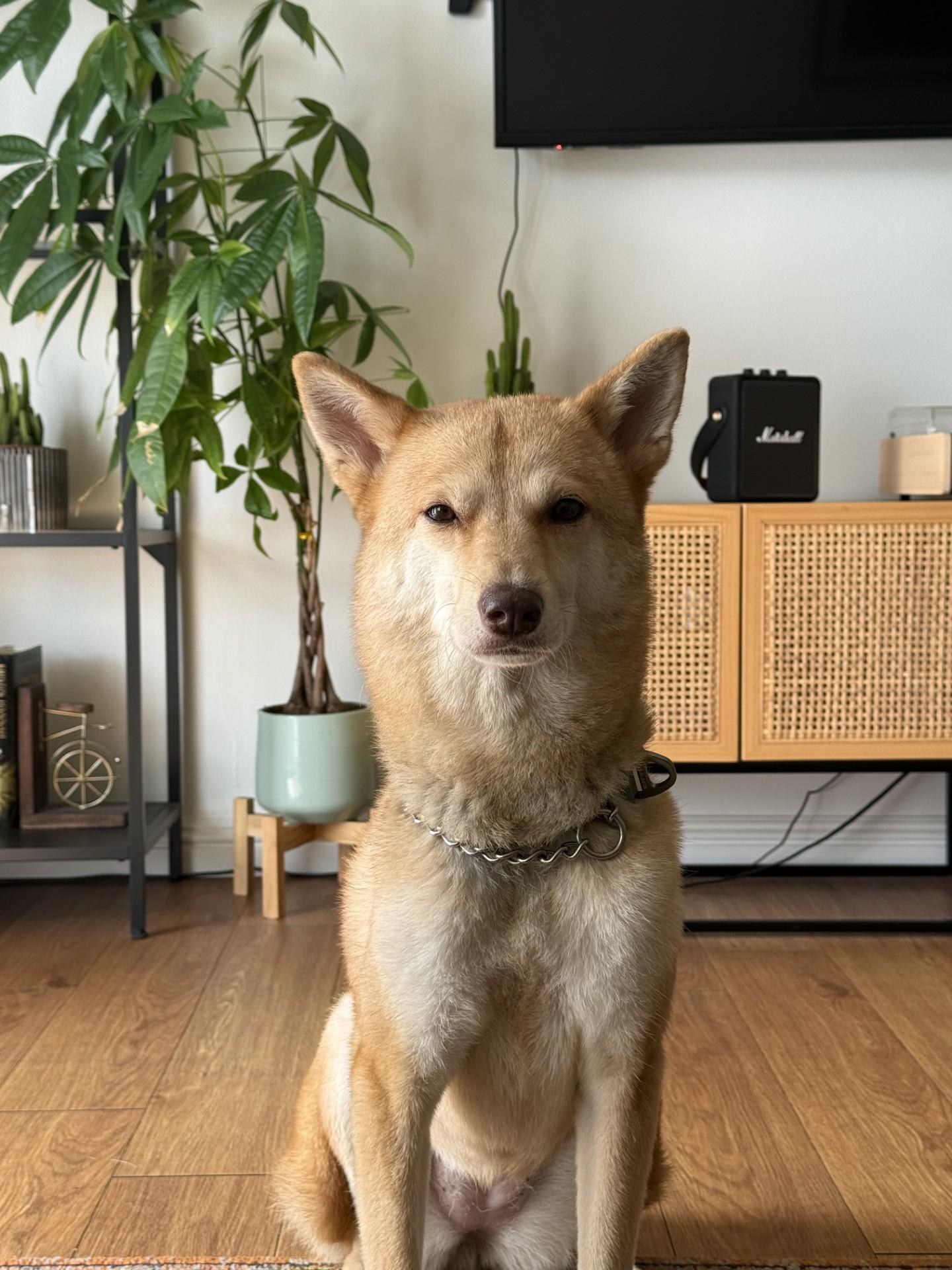 Olive COURTESY POST, an adoptable Jindo, Shiba Inu in Costa Mesa, CA, 92626 | Photo Image 5