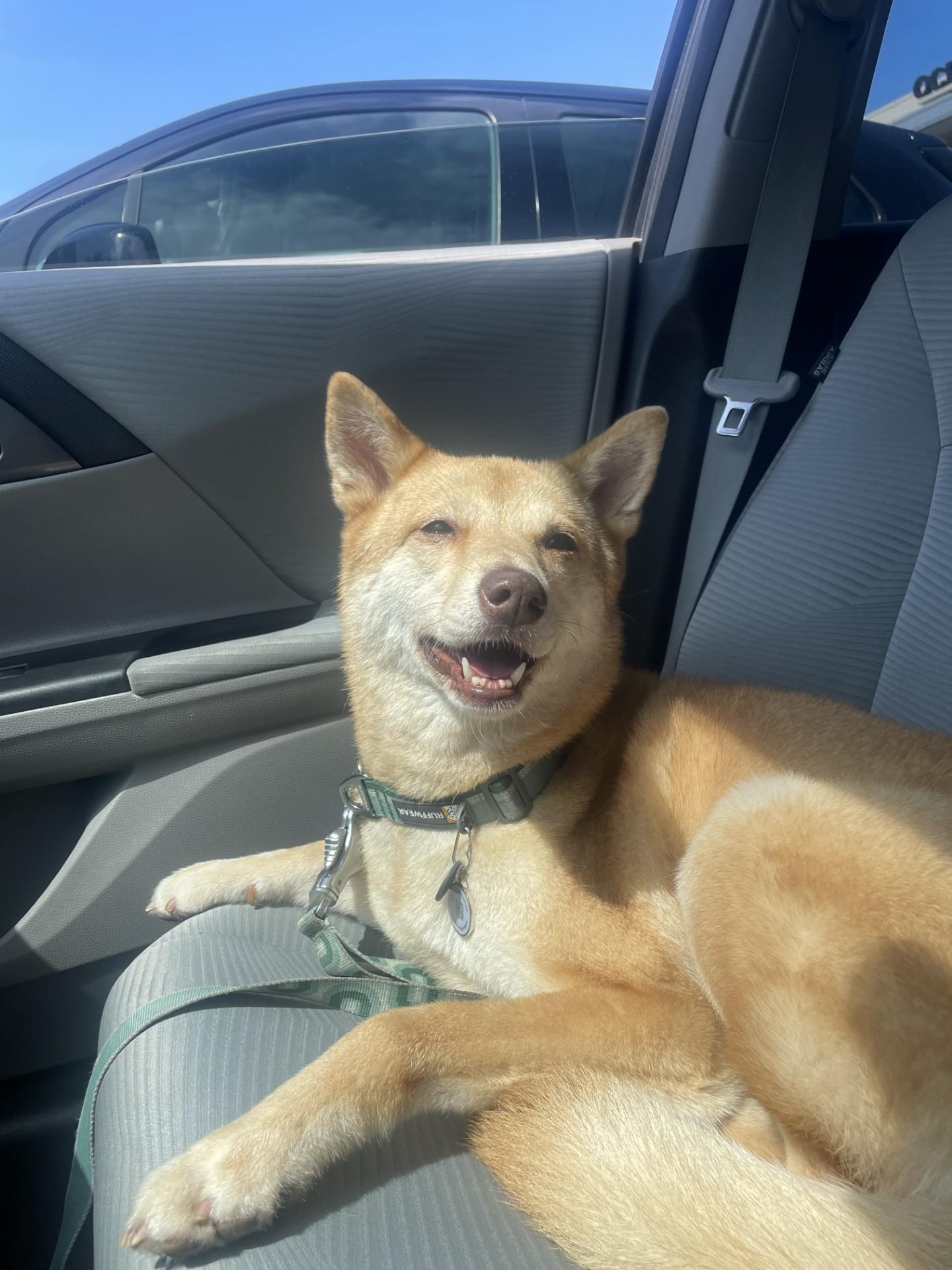 Olive COURTESY POST, an adoptable Jindo, Shiba Inu in Costa Mesa, CA, 92626 | Photo Image 1