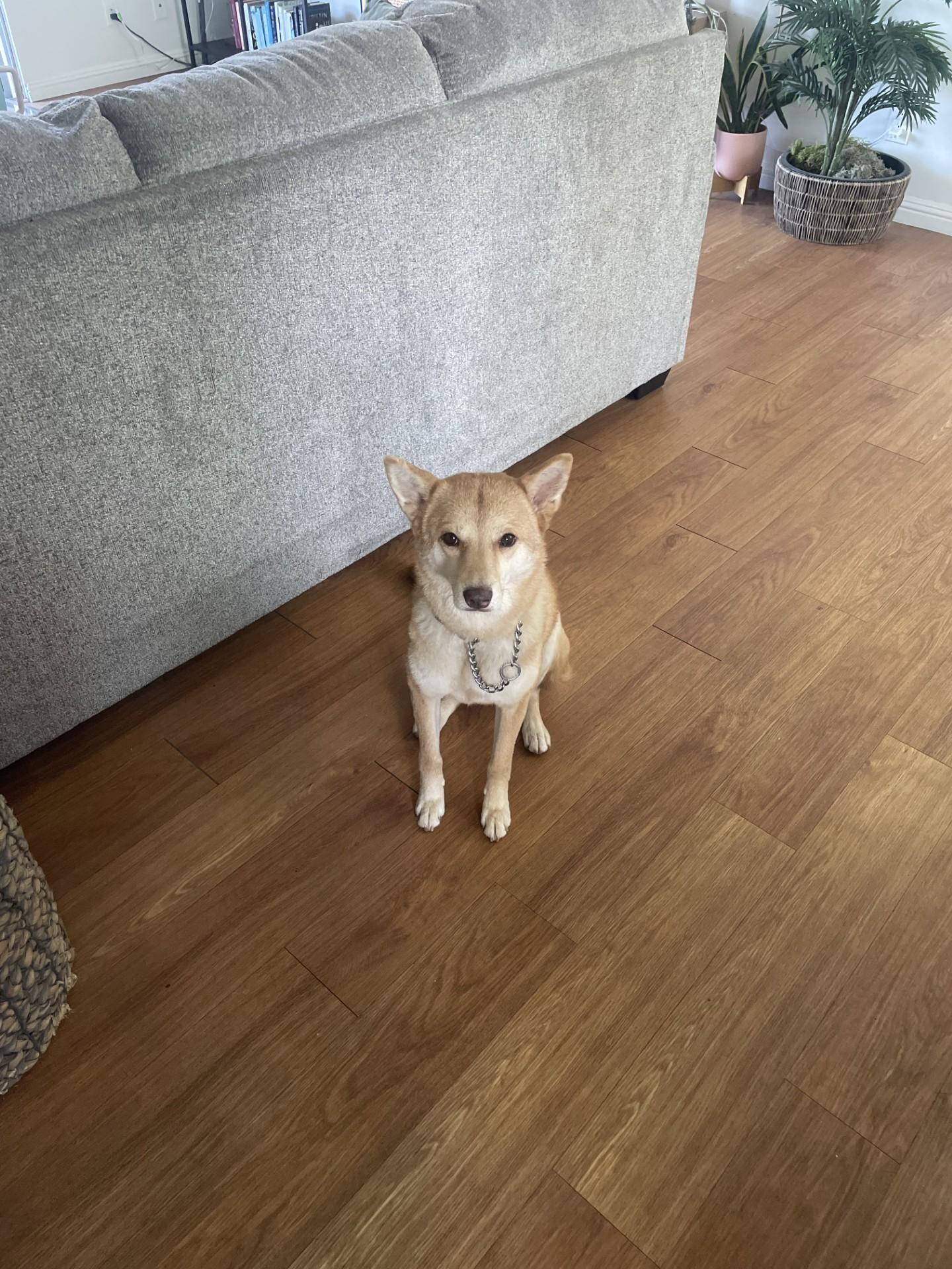 Olive COURTESY POST, an adoptable Jindo, Shiba Inu in Costa Mesa, CA, 92626 | Photo Image 2